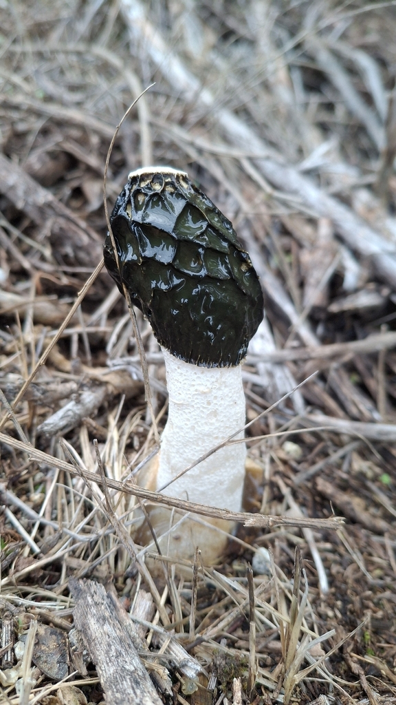 Phallus impudicus