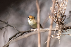 Euscarthmus fulviceps