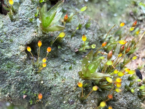Fissidens exilis observed 2025-12-14