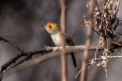 Euscarthmus fulviceps