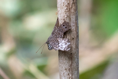 Hamadryas amphichloe