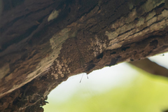 Hamadryas amphichloe