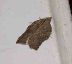 Acleris effractana