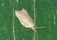Acleris effractana