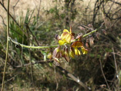 Rhynchosia precatoria