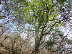 Ceiba trischistandra