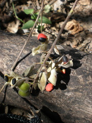 Rhynchosia precatoria