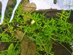 Callitriche heterophylla