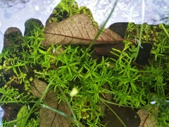 Callitriche heterophylla