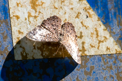 Hamadryas amphichloe