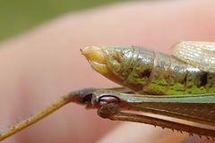 Pseudochorthippus montanus