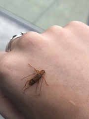 Xuthodes punctipennis