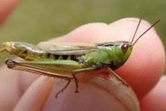 Pseudochorthippus montanus