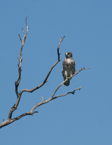 Short-toed Snake-Eagle