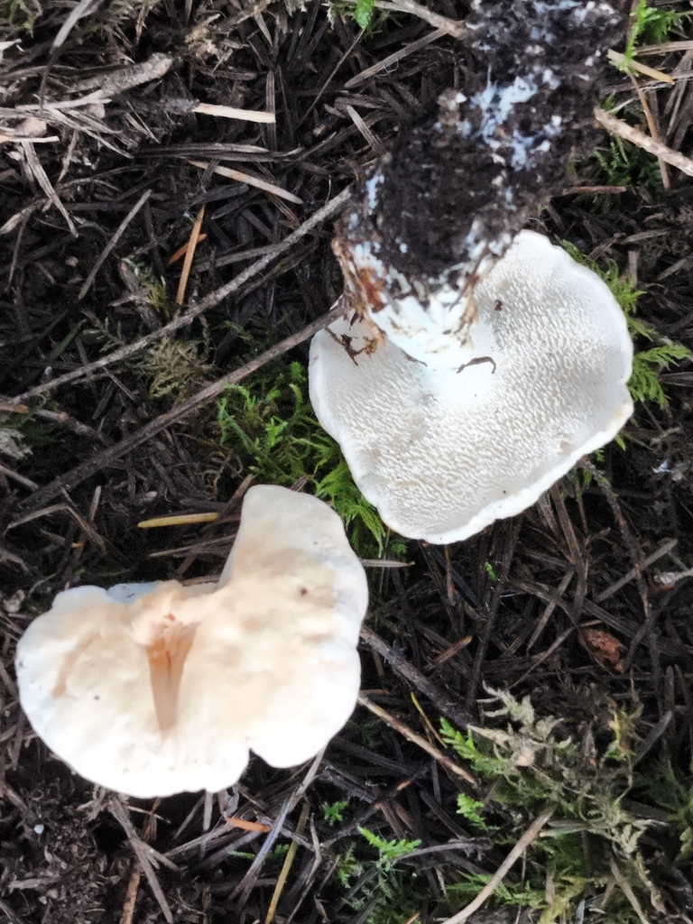 Hydnum repandum · December 2025 · photo: © jose_castro (iNaturalist, CC)