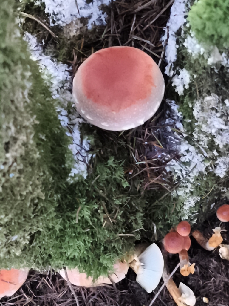 Hypholoma lateritium