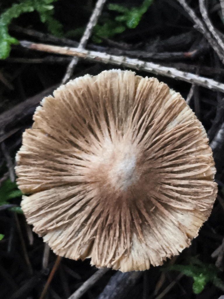 Pseudosperma rimosum