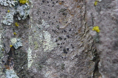 Alyxoria varia