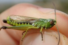 Pseudochorthippus montanus