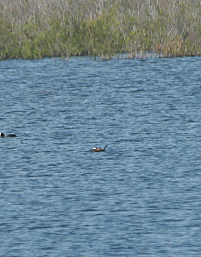 White-headed Duck