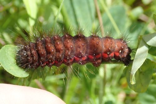 Acronicta menyanthidis
