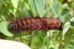 Acronicta menyanthidis