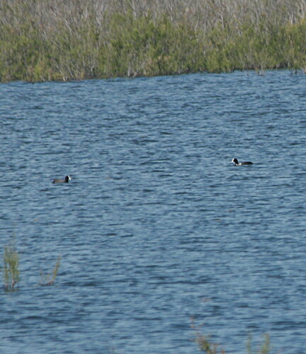 Eurasian Coot