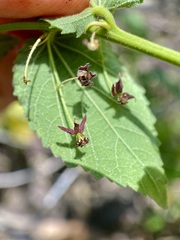 Ayenia hibiscus (Ayenia)