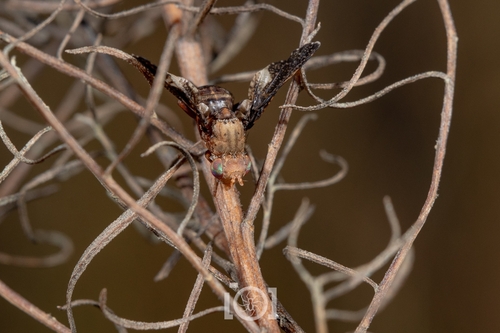Unknown species found near Chimney Lakes, Jacksonville, FL, USA