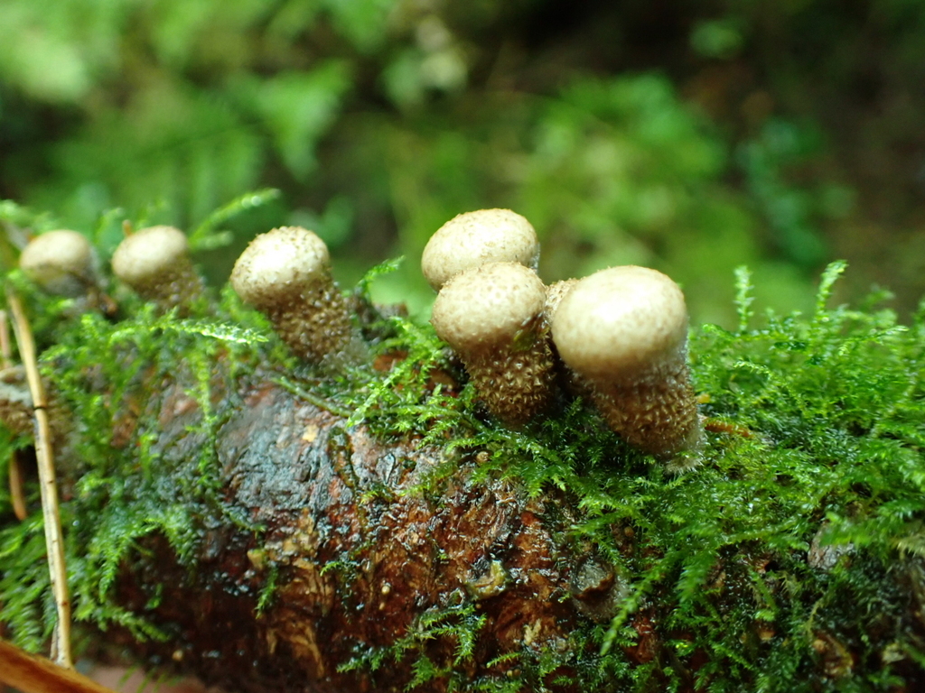 Nidula candida · December 2025 · photo: © quillipede (iNaturalist, cc0)