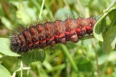 Acronicta menyanthidis