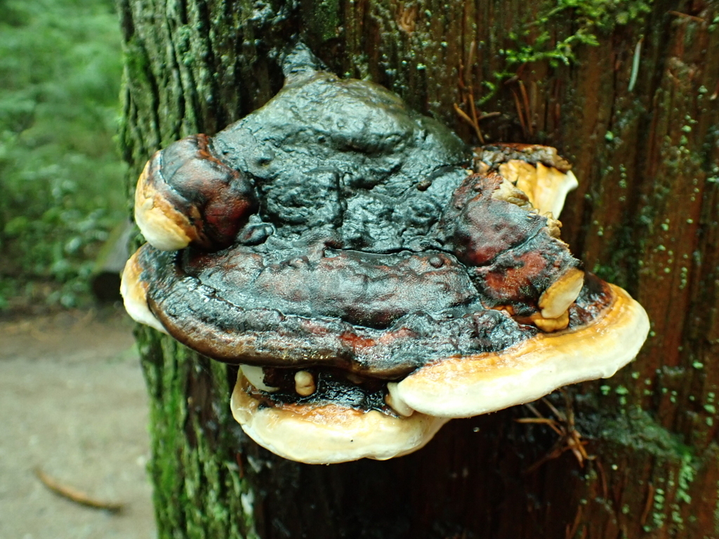 Fomitopsis mounceae · December 2025 · photo: © quillipede (iNaturalist, cc0)