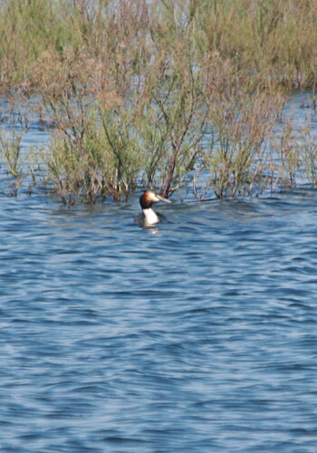 Great Crested Grebe