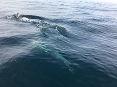 Delphinus