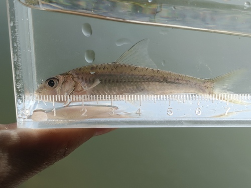 Silver gudgeon (Squalidus argentatus) — Cyprinidae — 3
