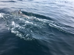 Delphinus
