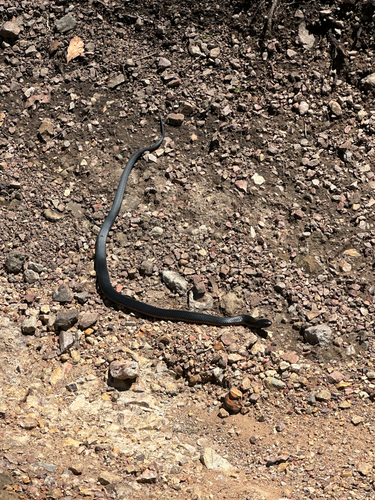 Red-bellied Black Snake sighting