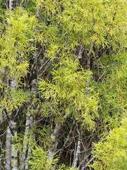 Lepidothamnus intermedius