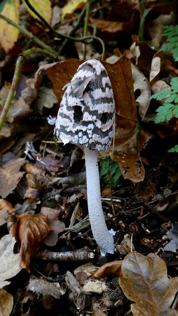 Coprinopsis picacea · December 2025 · photo: © patricklm35 (iNaturalist, cc0)