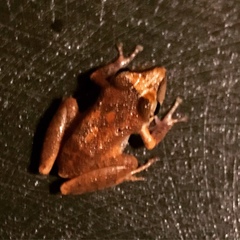 Pristimantis ramagii