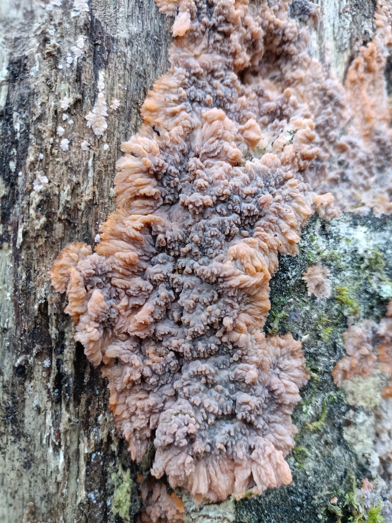 Phlebia radiata · December 2025 · photo: © davecattleman (iNaturalist, cc-by)