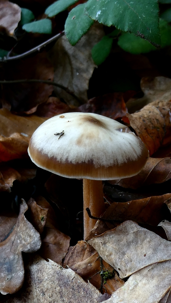 Rhodocollybia asema · December 2025 · photo: © patricklm35 (iNaturalist, cc0)