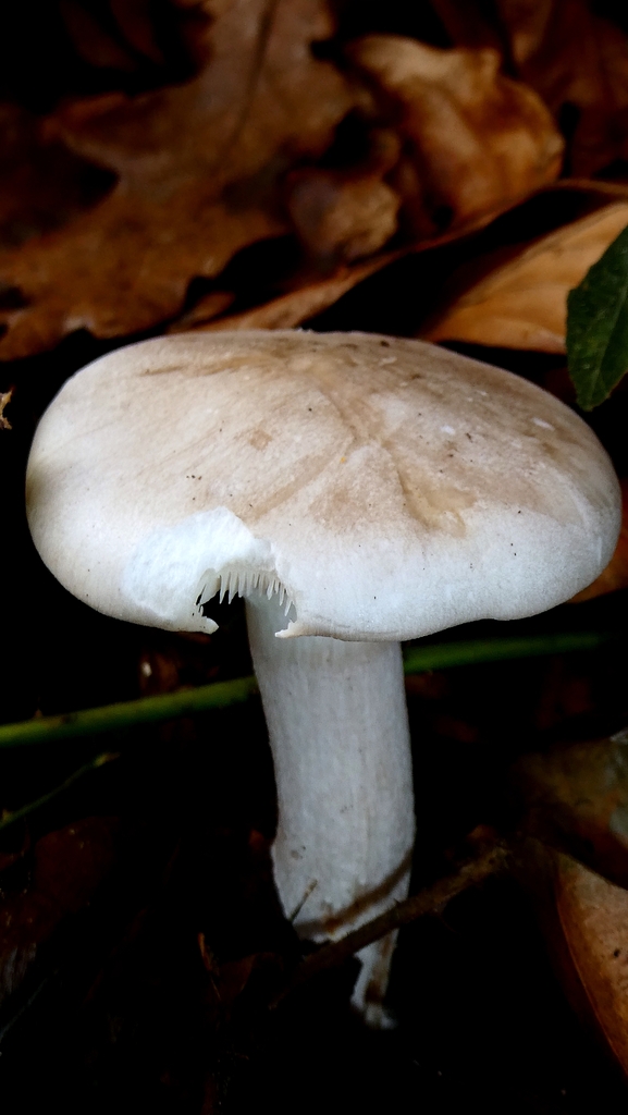 Clitocybe nebularis · December 2025 · photo: © patricklm35 (iNaturalist, cc0)