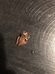 Pristimantis ramagii