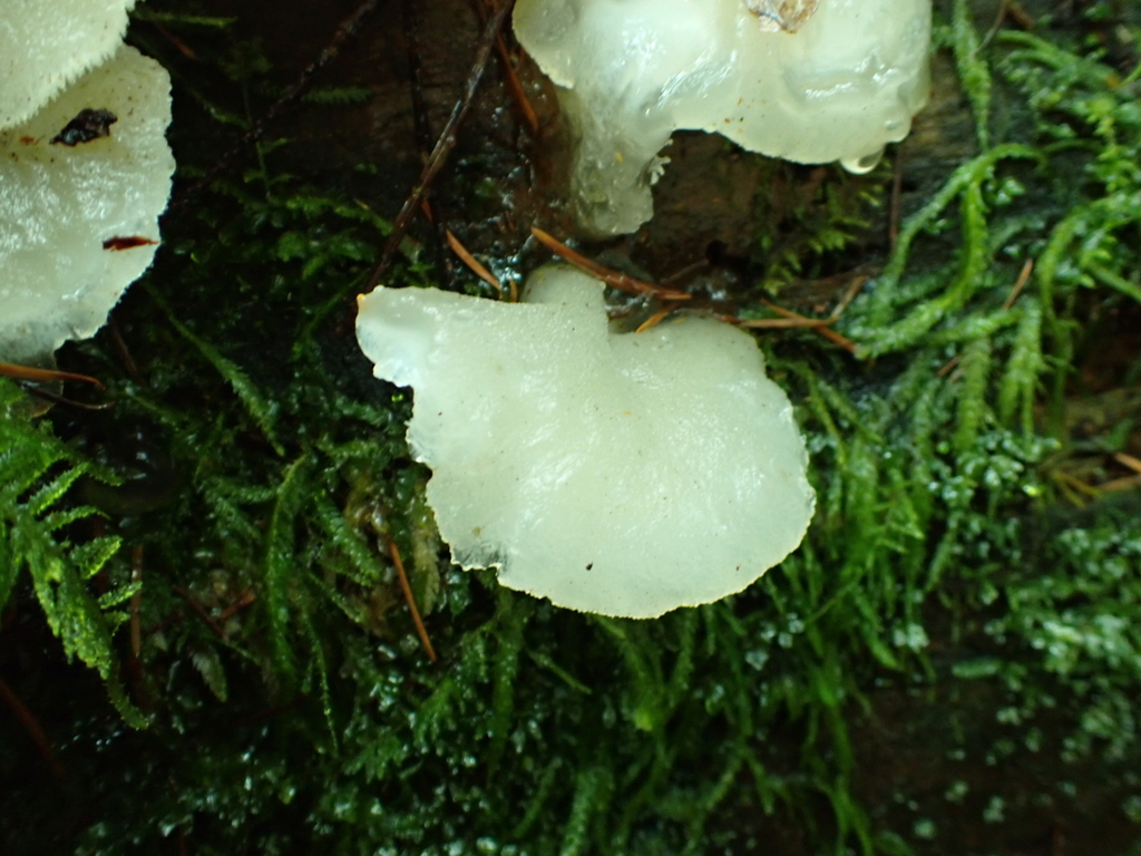 Pseudohydnum gelatinosum · December 2025 · photo: © quillipede (iNaturalist, cc0)