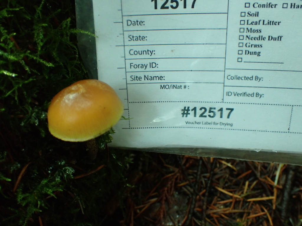 Galerina marginata · December 2025 · photo: © quillipede (iNaturalist, cc0)