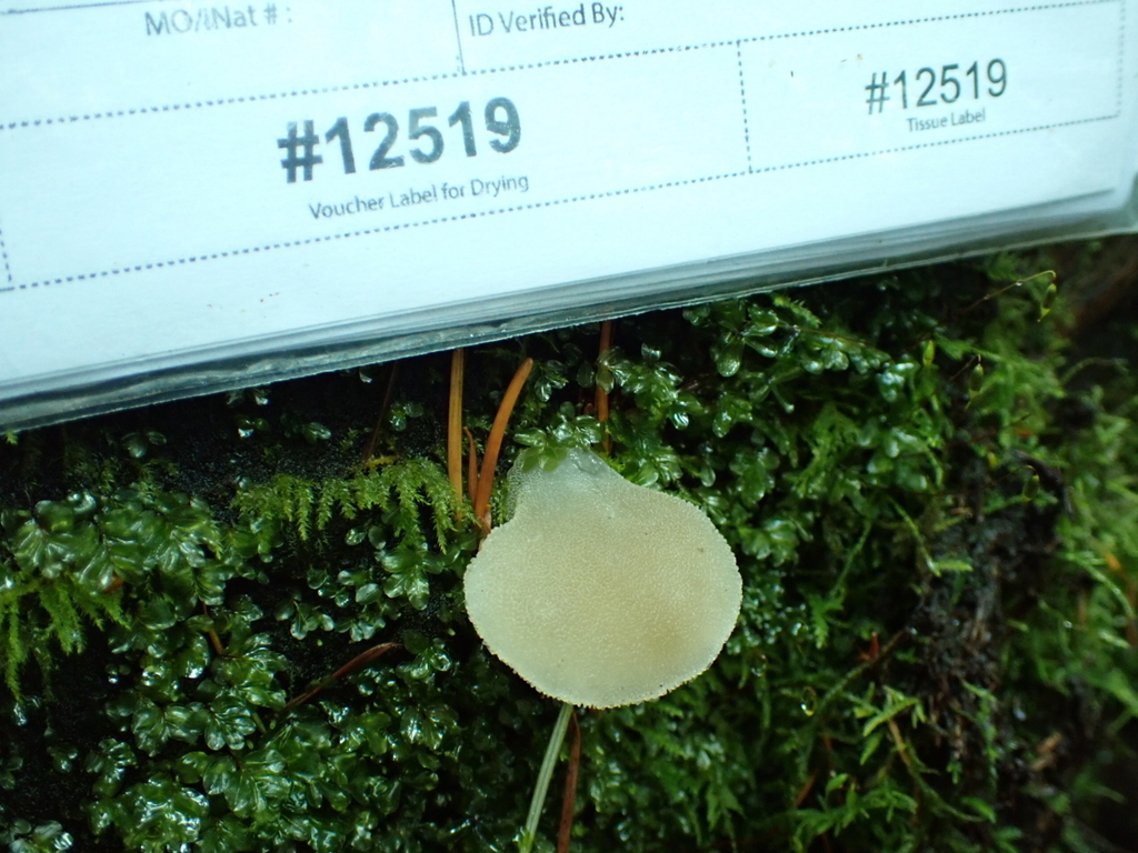 Pseudohydnum gelatinosum · December 2025 · photo: © quillipede (iNaturalist, cc0)