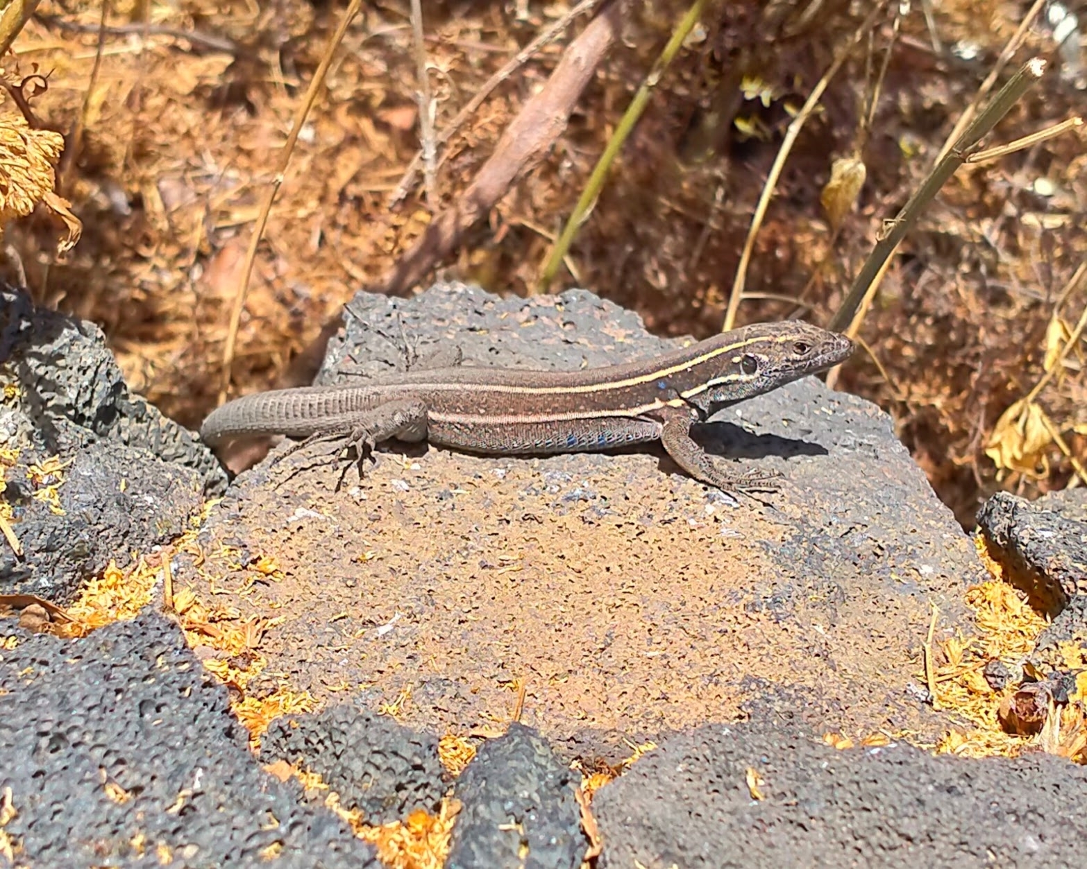 Lagarto Tizón de La Gomera y El Hierro