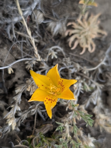 Alstroemeria patagonica (Alstroemeria patagonica)