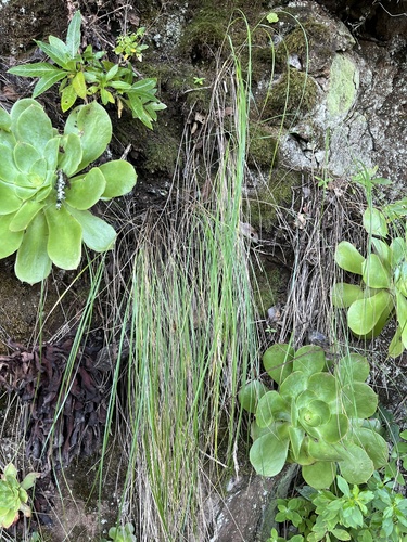 Tenerife Aeonium (Aeonium cuneatum)